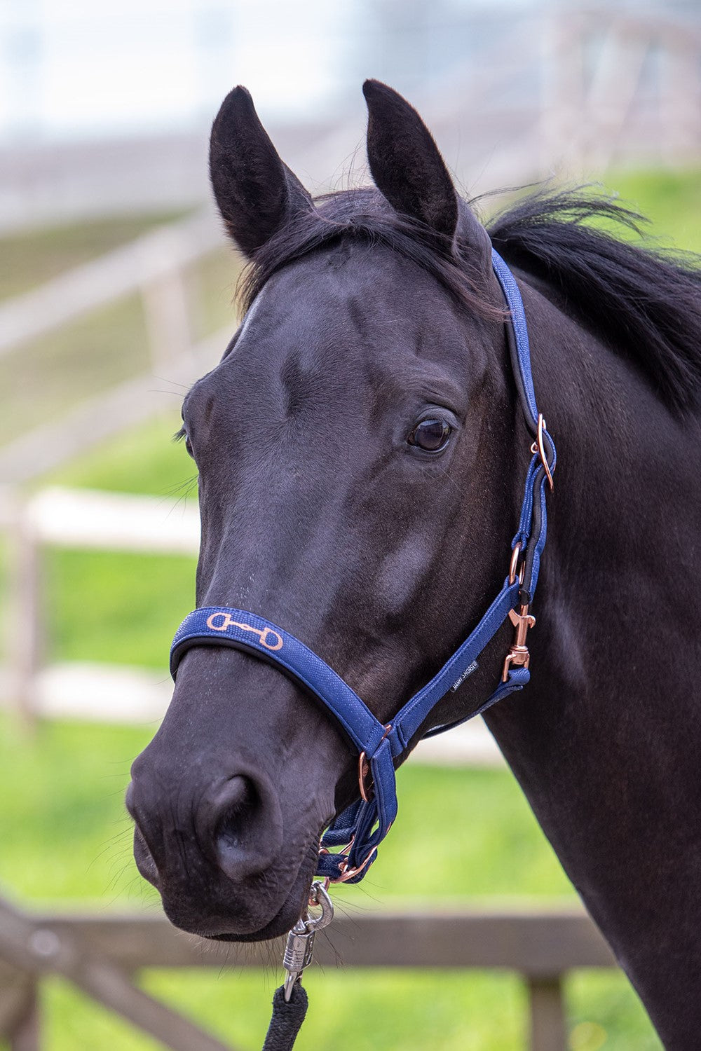 Harry's Horse halter bit