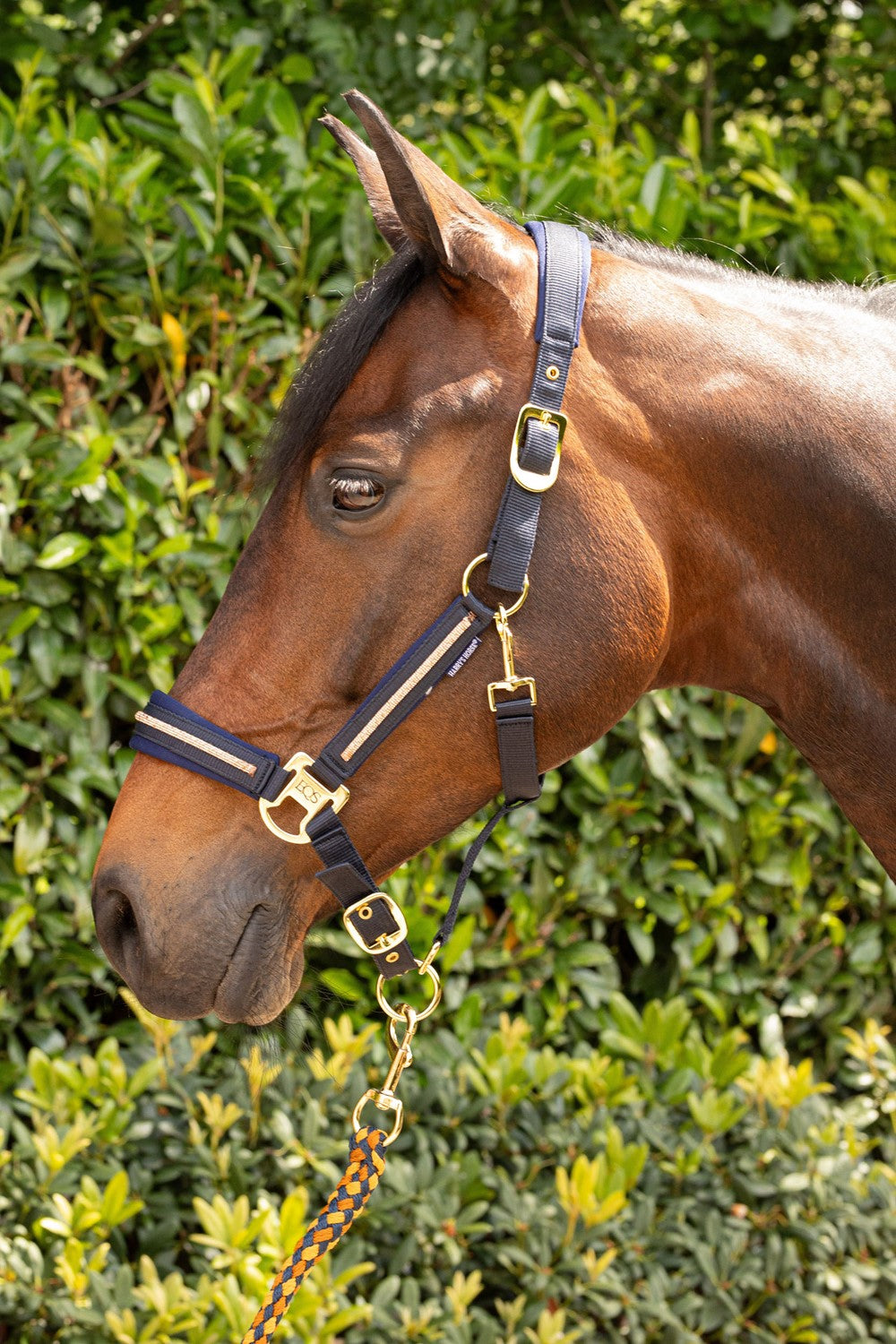 Halsterset Valli