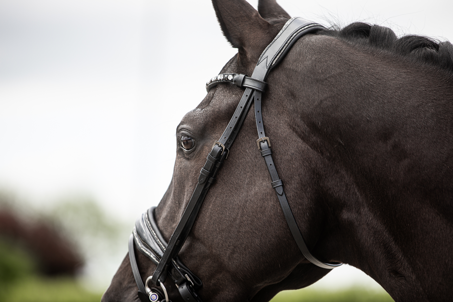 Donqui Hoofdstel Carrera