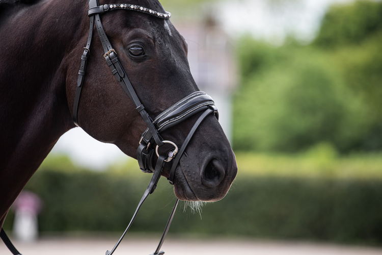 Hoofdstellen & Halsters