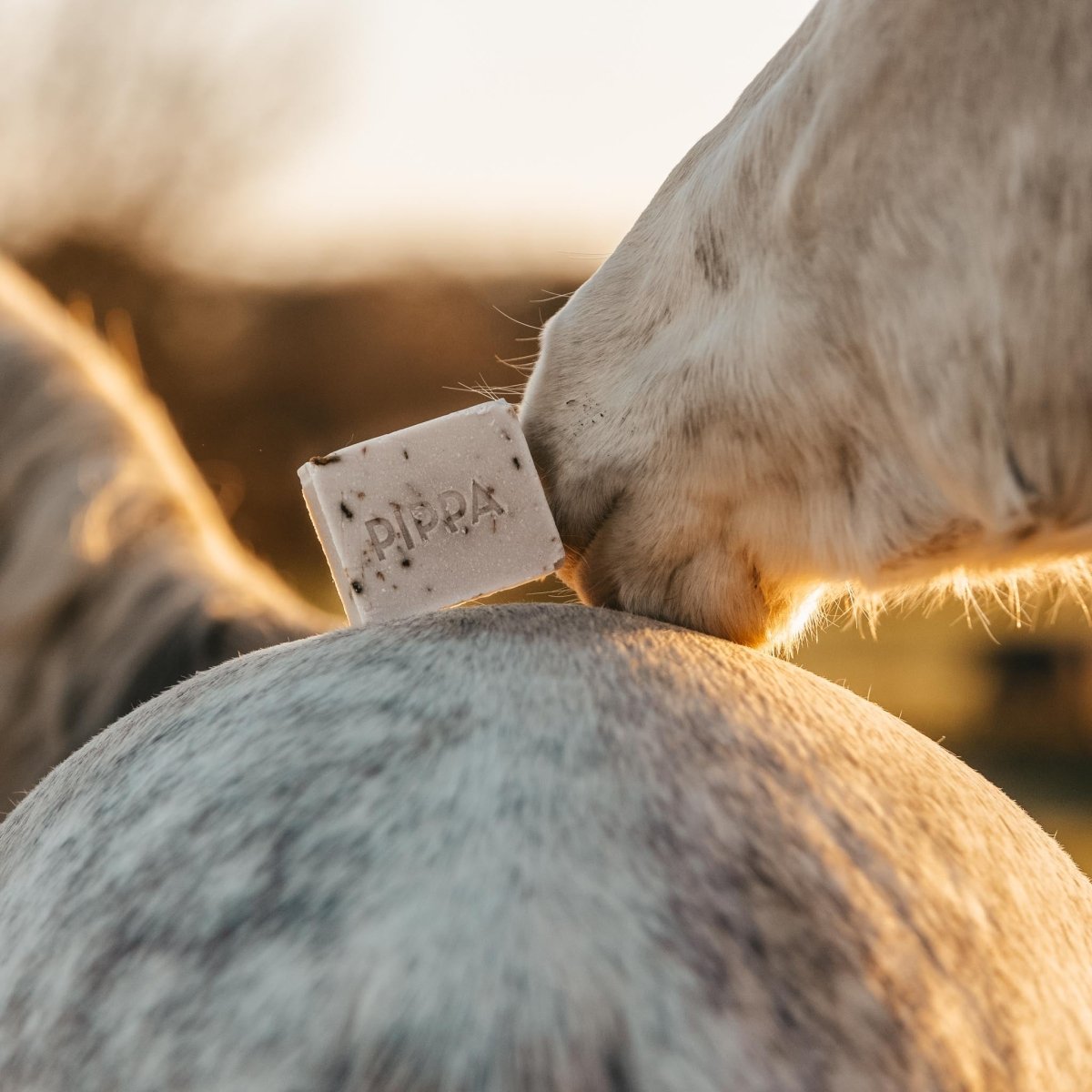 PIPPA Paardenshampoo Lavender & Basil